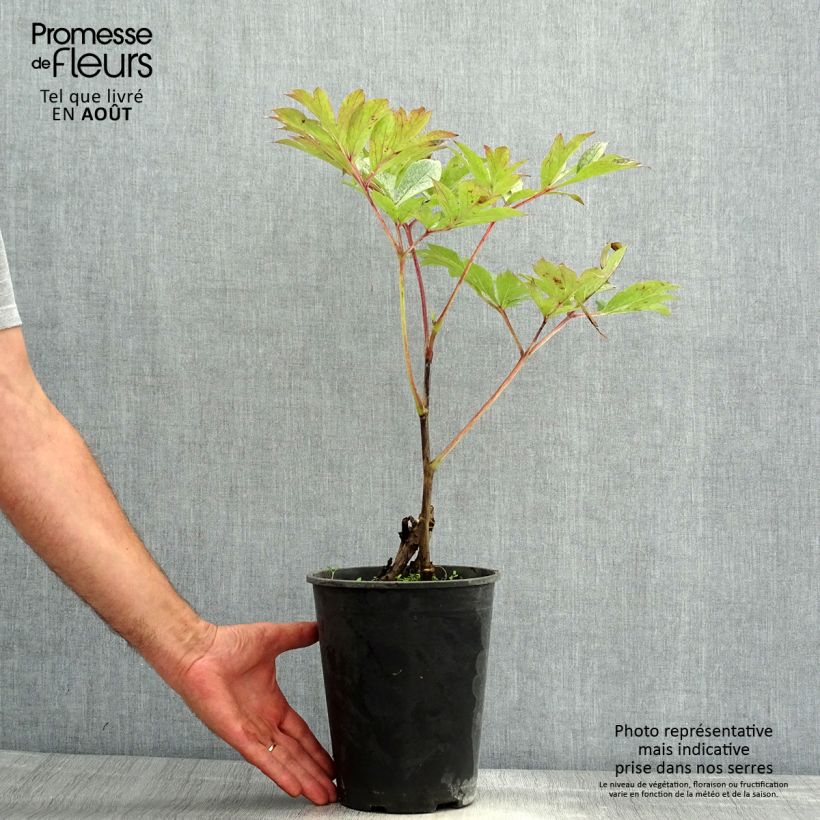 Esemplare di Peonia Itoh Pastel Splendor Cespo 3/5 occhi consegnato in estate