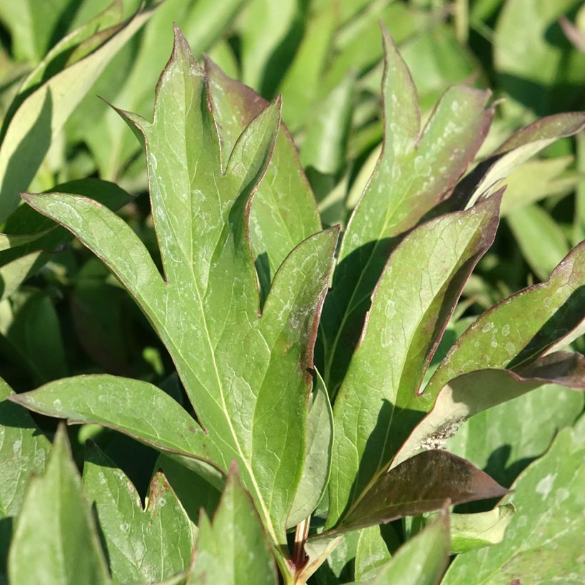 Peonia Itoh Pink Ardour (Fogliame)