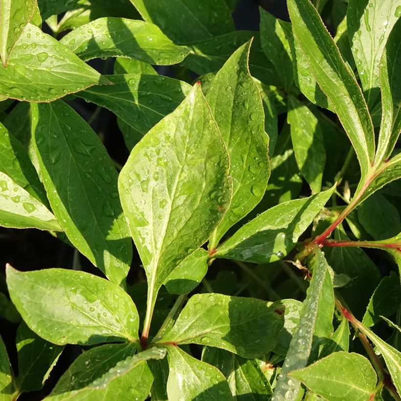 Peonia erbacea Alertie (Fogliame)