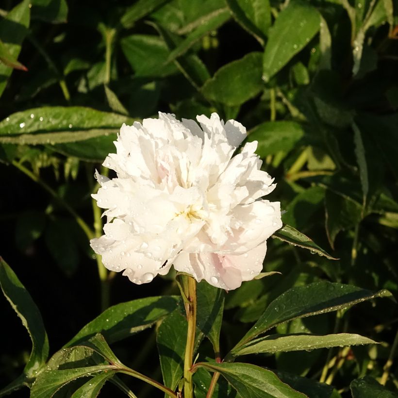 Peonia erbacea Alertie (Fioritura)