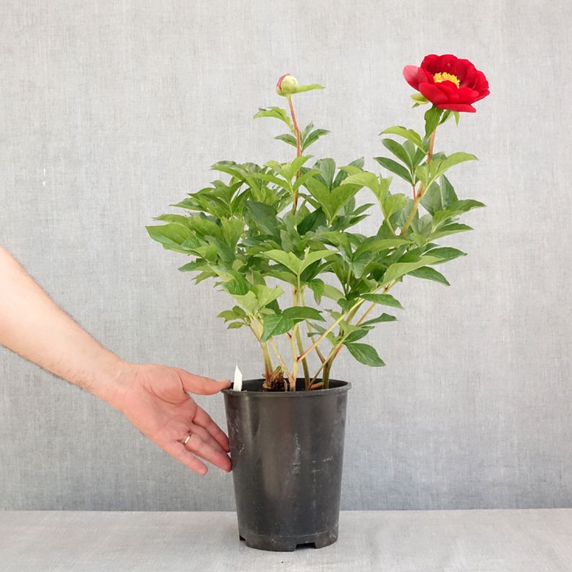 Peonia erbacea Buckeye Belle Vaso da 3L/4L esemplare consegnato in primavera