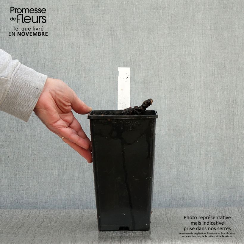 Esemplare di Peonia erbacea Cheddar Cheese Vaso da 3L/4L come consegnato in autunno