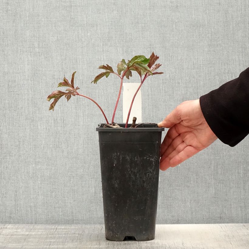 Peonia erbacea Coral Charm Vaso da 3L/4L esemplare consegnato in primavera