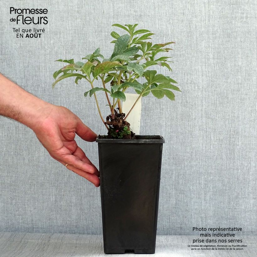 Esemplare di Peonia erbacea Coral Charm Cespo 3/5 occhi consegnato in estate