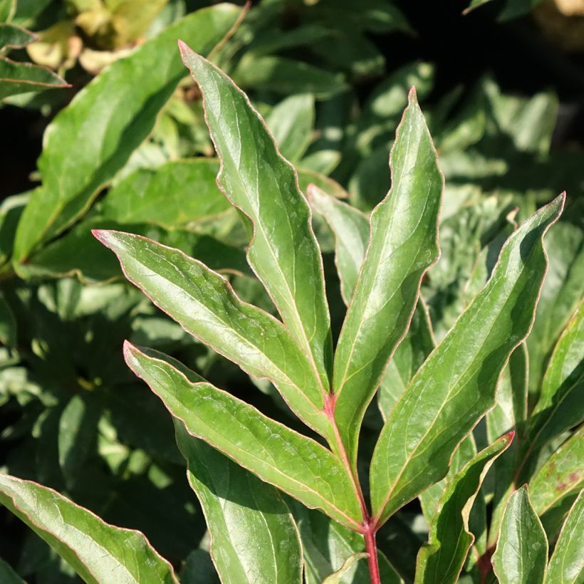 Peonia erbacea Coral Magic (Fogliame)