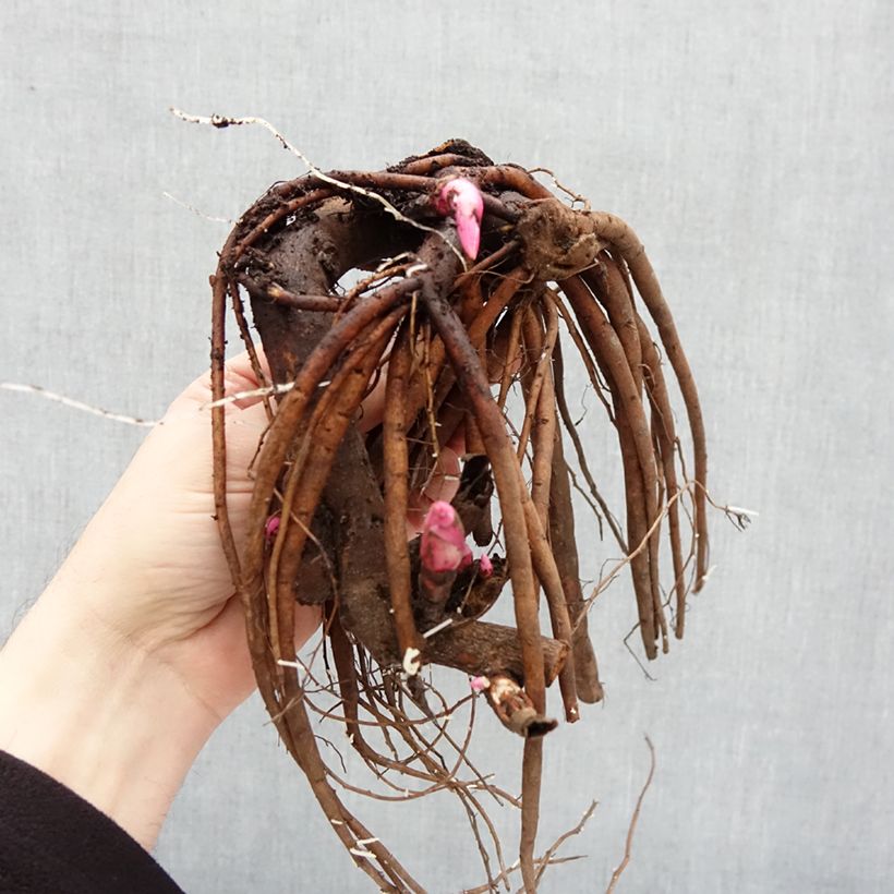 Peonia erbacea Coral Magic Cespo 3/5 occhi esemplare consegnato in inverno
