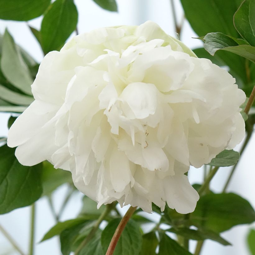 Pivoine lactiflora Corinne Wersan (Fioritura)