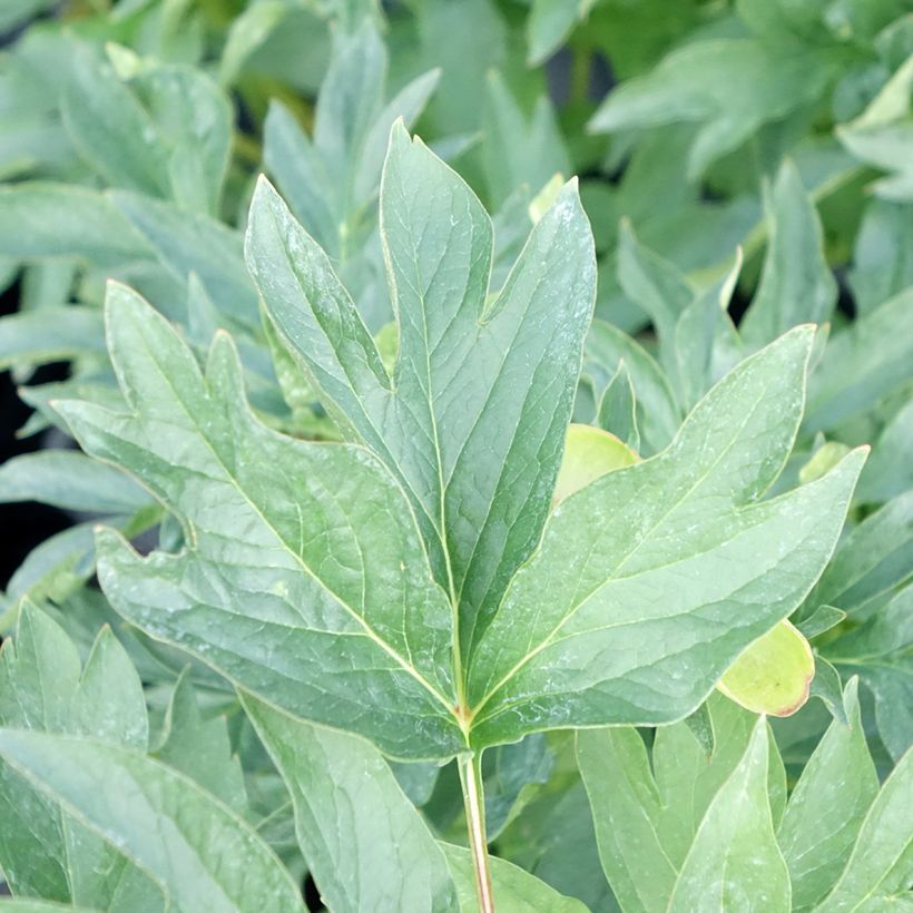 Peonia erbacea Cytherea (Fogliame)