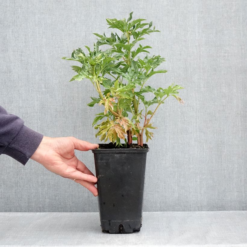 Peonia erbacea Cytherea Vaso da 3L/4L esemplare consegnato in primavera