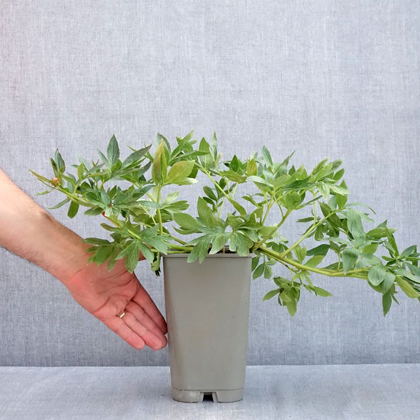 Peonia erbacea Diana Parks Vaso da 3L/4L esemplare consegnato in primavera