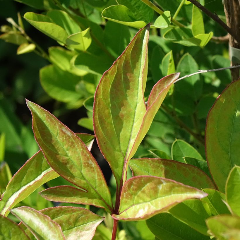 Peonia erbacea Doreen (Fogliame)