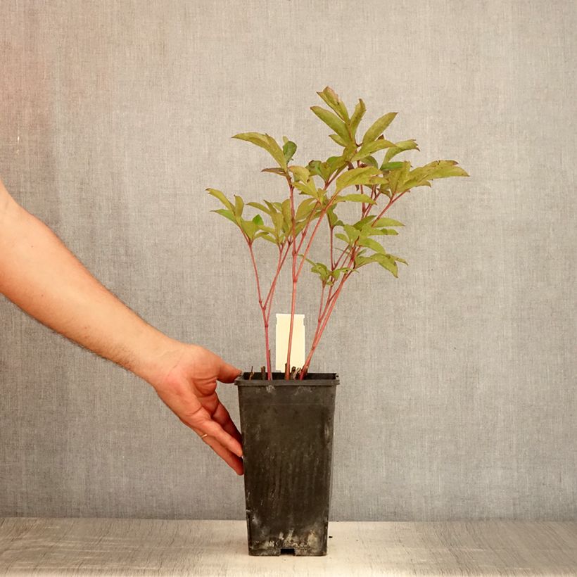 Esemplare di Peonia erbacea Doreen Vaso da 3L/4L consegnato in estate