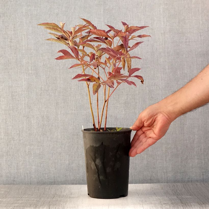 Esemplare di Peonia erbacea Dr Alexander Fleming Vaso da 3L/4L consegnato in estate