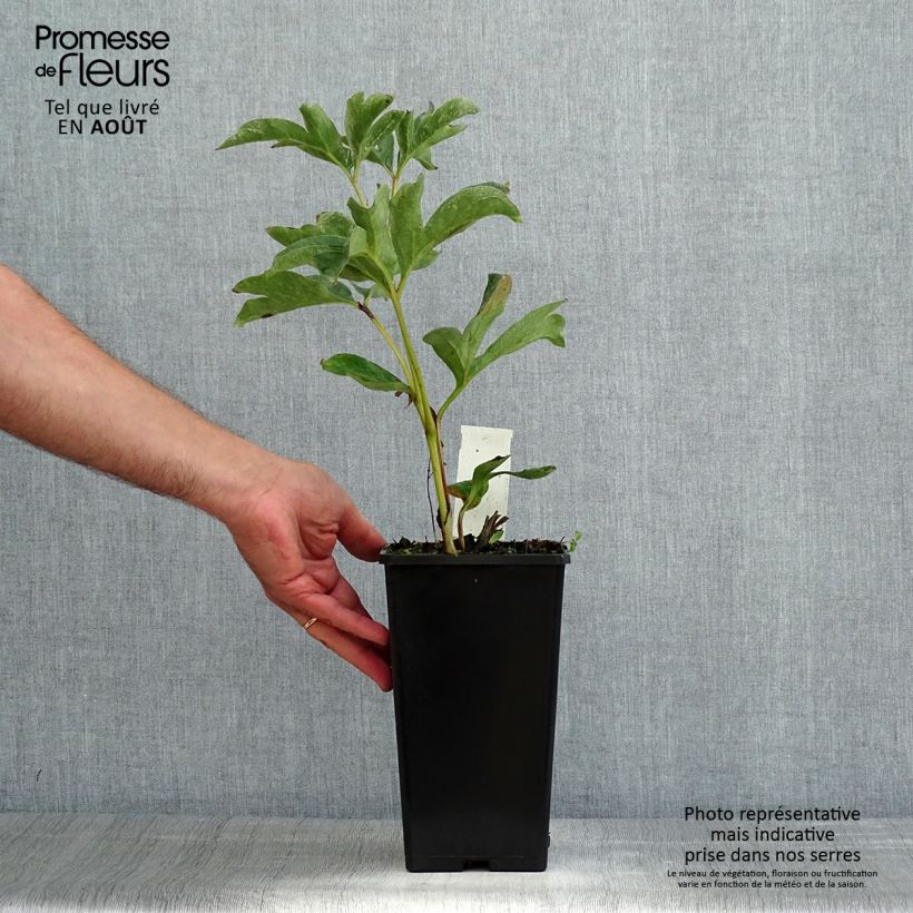 Esemplare di Peonia erbacea Duchesse de Nemours Cespo 3/5 occhi consegnato in estate
