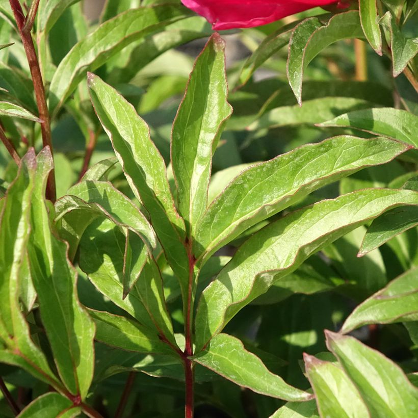 Peonia erbacea Fantastic (Fogliame)