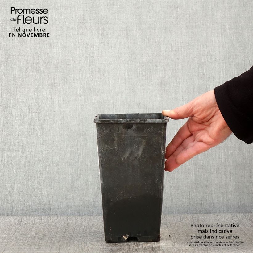Esemplare di Peonia erbacea Festiva Maxima Vaso da 3L/4L come consegnato in autunno