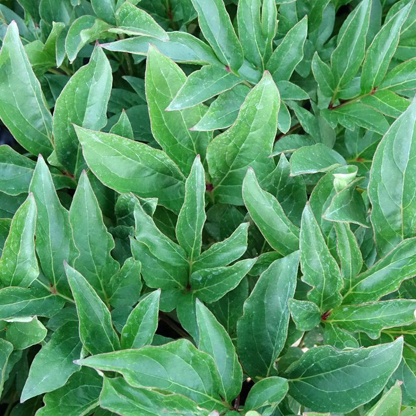 Peonia erbacea Green Halo (Fogliame)