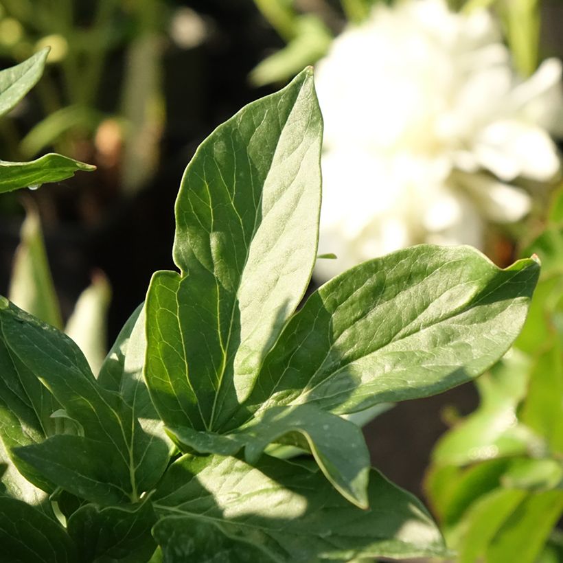 Peonia erbacea Bockstoce (Fogliame)