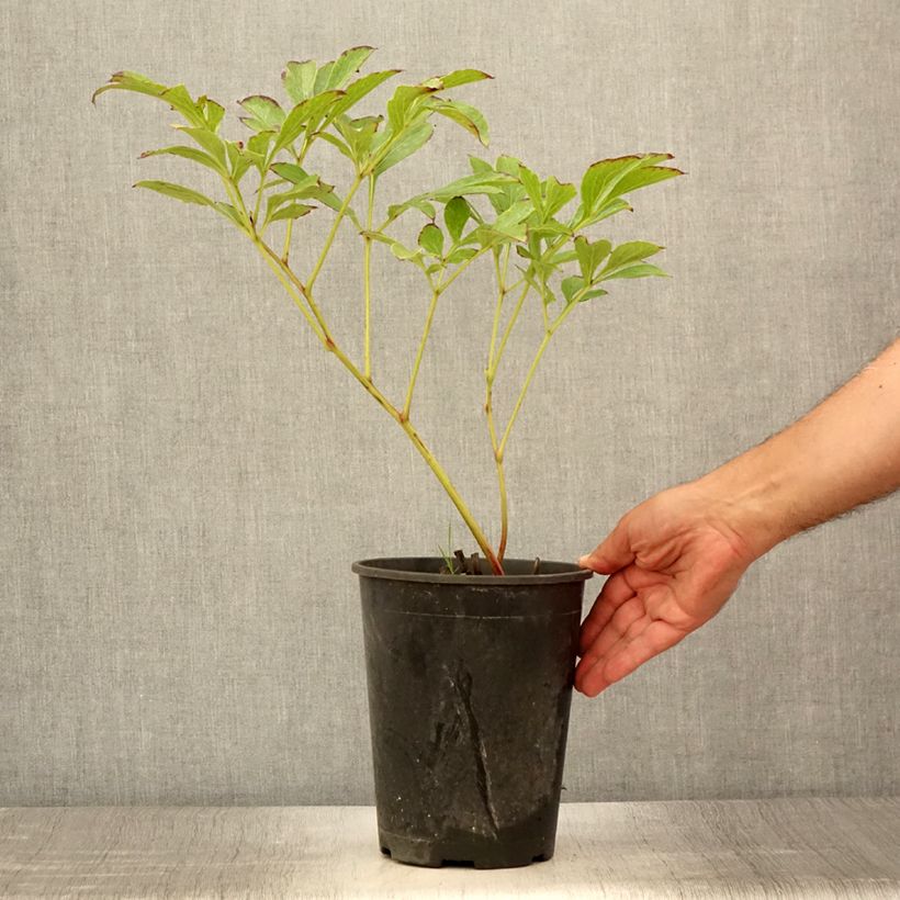 Esemplare di Peonia erbacea Jan van Leeuwen Vaso da 3L/4L consegnato in estate