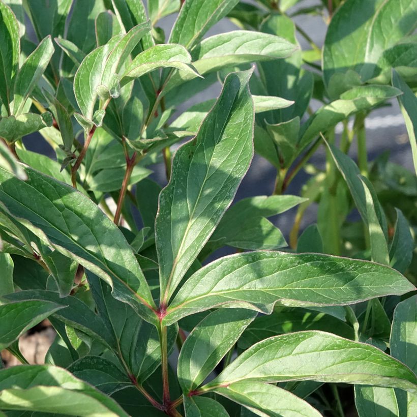 Peonia erbacea Lady Orchid (Fogliame)
