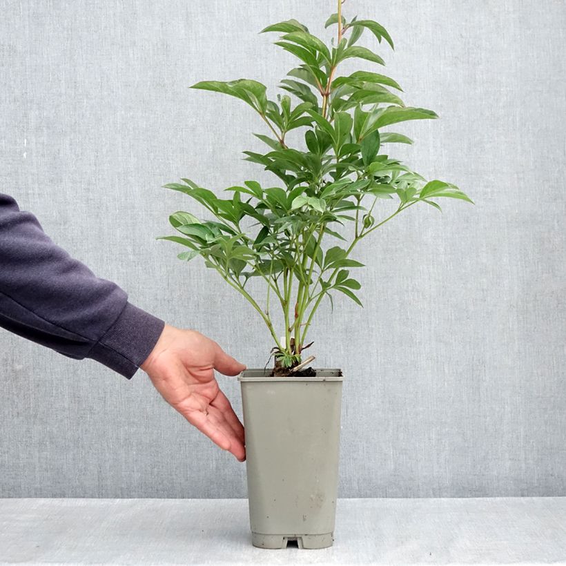 Peonia erbacea Lady Orchid Vaso da 3L/4L esemplare consegnato in primavera