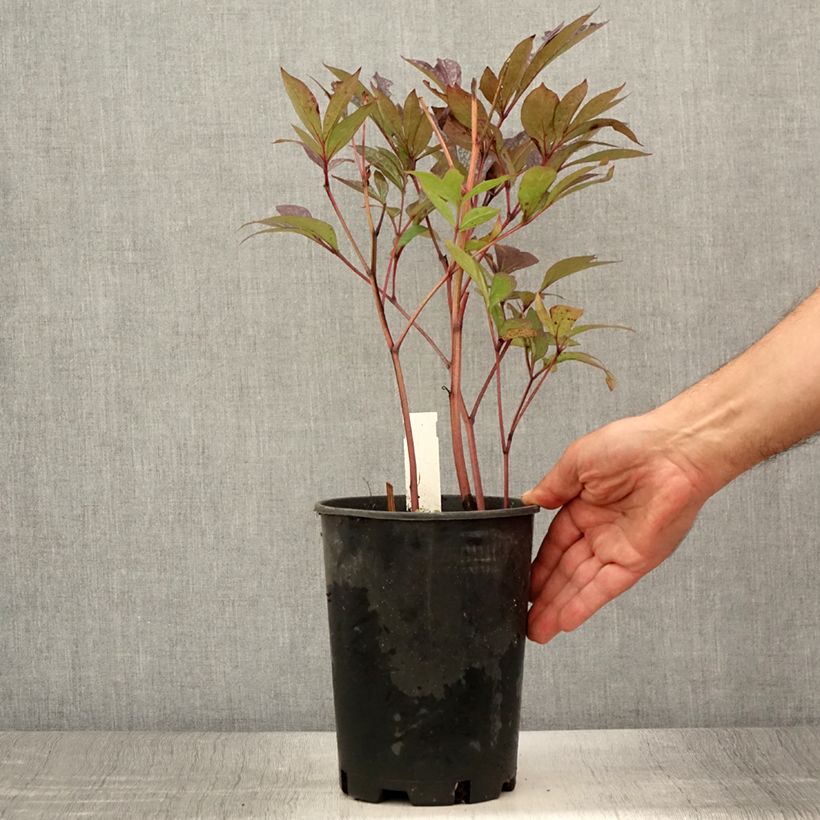 Esemplare di Peonia erbacea Paeonia Vaso da 3L/4L consegnato in estate