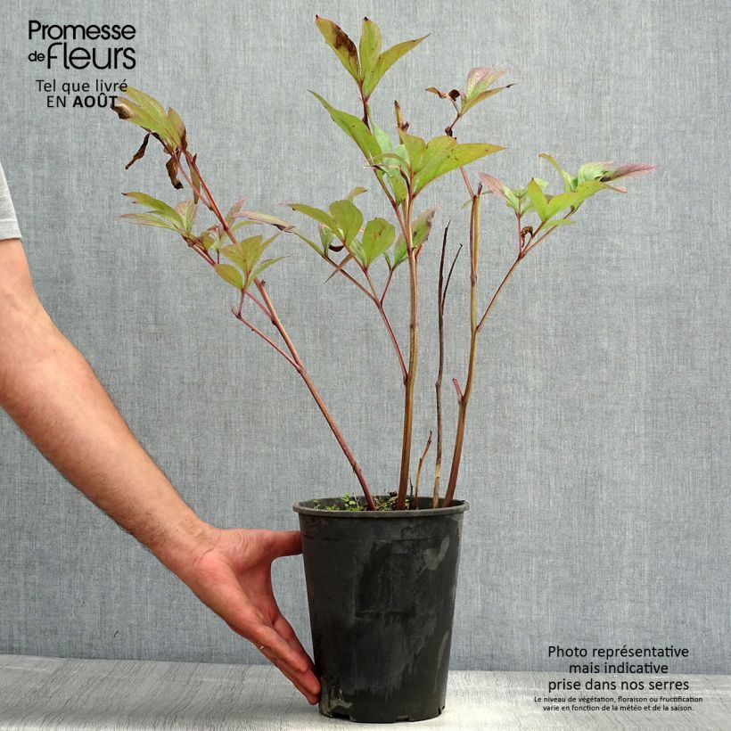 Esemplare di Peonia erbacea Paeonia Cespo 3/5 occhi consegnato in estate
