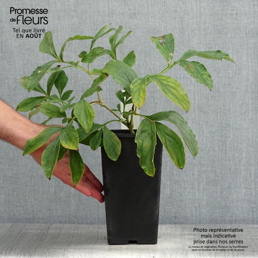 Esemplare di Peonia erbacea Monsieur Jules Elie Cespo 3/5 occhi consegnato in estate