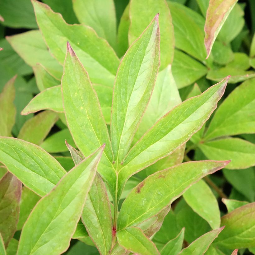 Peonia erbacea Mrs JV Edlund (Fogliame)