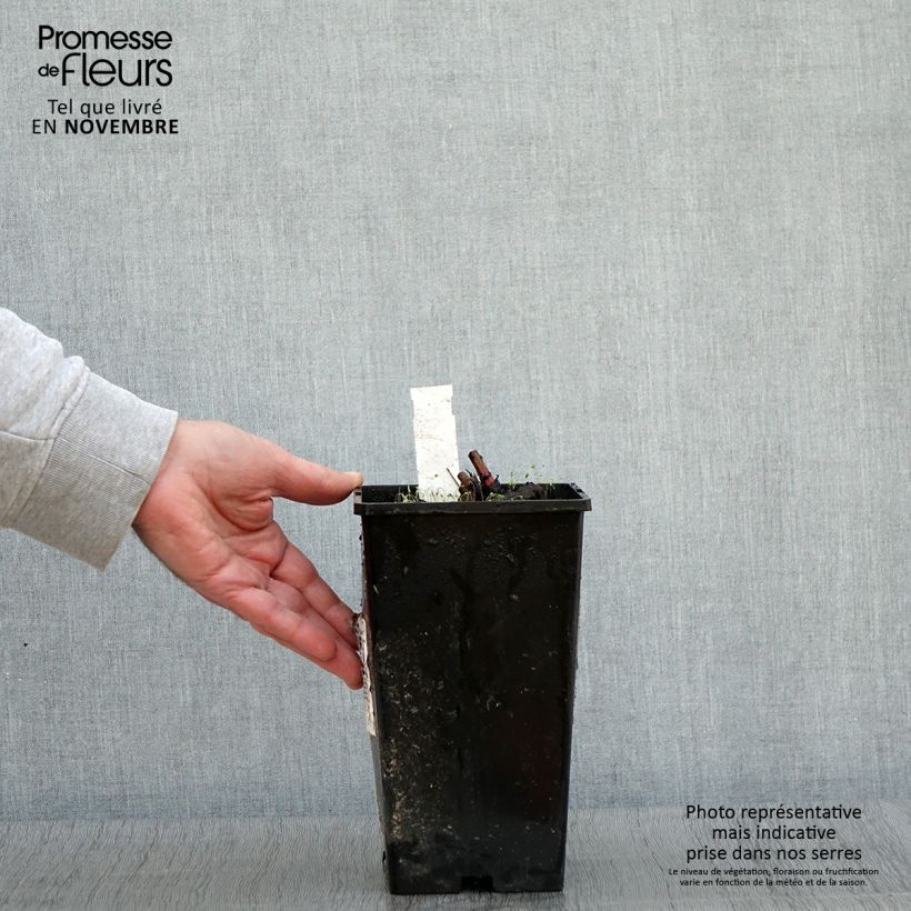 Esemplare di Peonia erbacea Nymphe Vaso da 3L/4L come consegnato in autunno