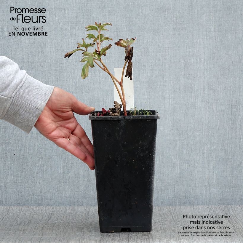 Esemplare di Peonia erbacea Pink Hawaiian Coral Vaso da 3L/4L come consegnato in autunno