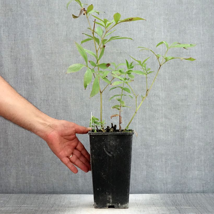 Esemplare di Peonia erbacea Primevère Vaso da 3L/4L consegnato in estate