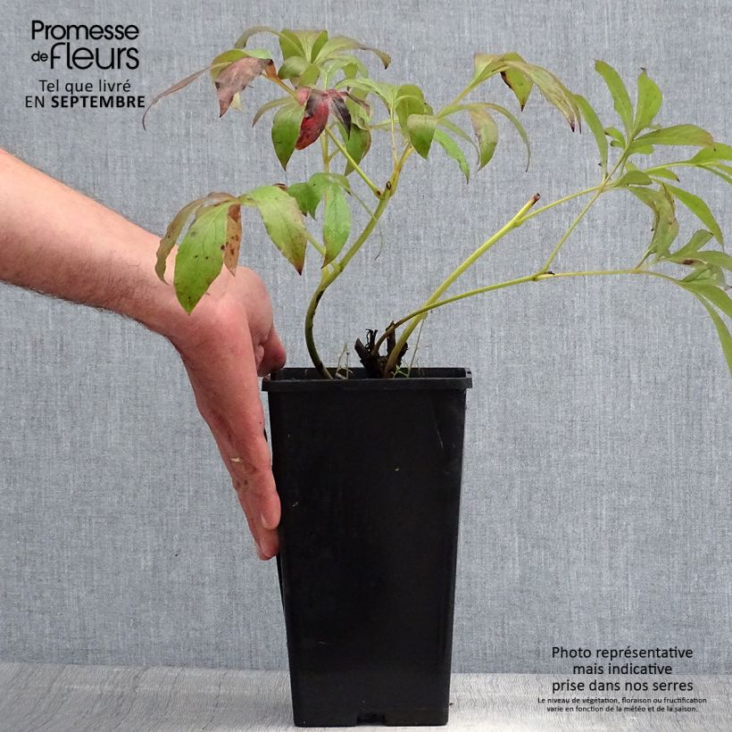 Esemplare di Peonia erbacea Primevère Cespo 3/5 occhi consegnato in estate