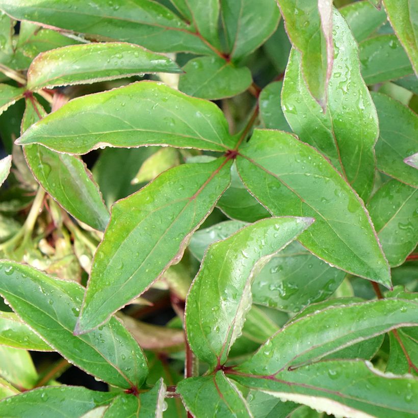 Peonia erbacea Red Charm (Fogliame)