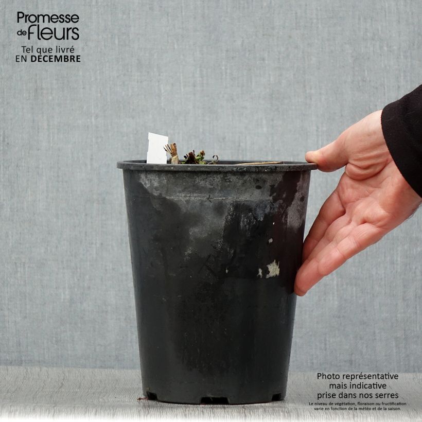Peonia erbacea Sarah Bernhardt Vaso da 3L/4L esemplare consegnato in inverno