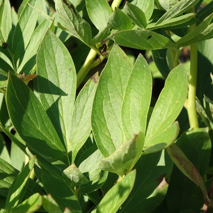 Peonia erbacea Tom Cat (Fogliame)