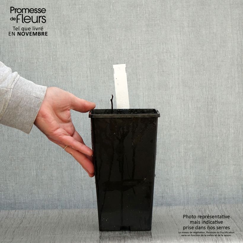 Esemplare di Peonia erbacea Tom Cat Vaso da 3L/4L come consegnato in autunno