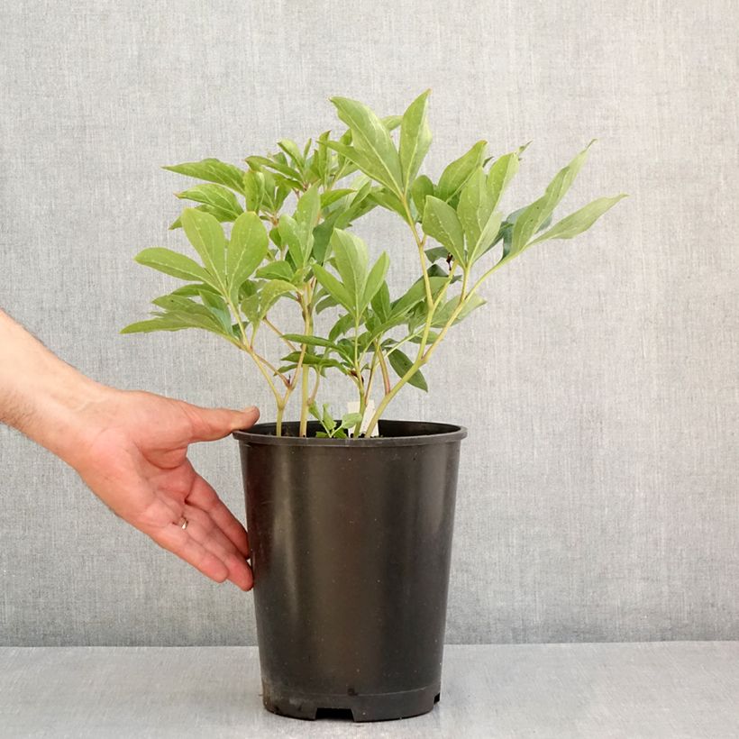 Esemplare di Peonia erbacea Top Brass Vaso da 3L/4L consegnato in estate