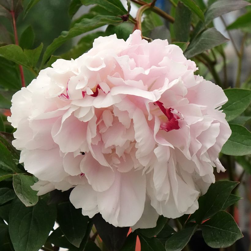 Peonia erbacea Vogue (Fioritura)