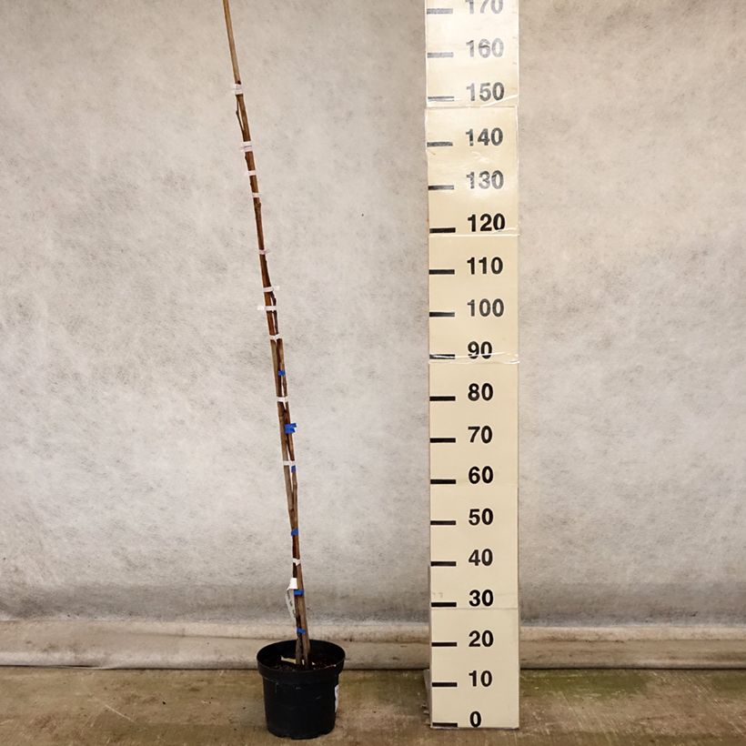 Esemplare di Cachi Korea Vaso da 7,5L/10L, Vaso impalcato medio come consegnato in autunno