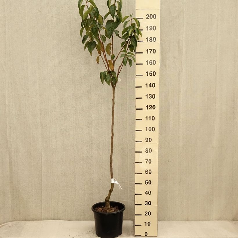 Esemplare di Cachi Ragno Vaso da 12L/15L, Vaso impalcato medio come consegnato in autunno