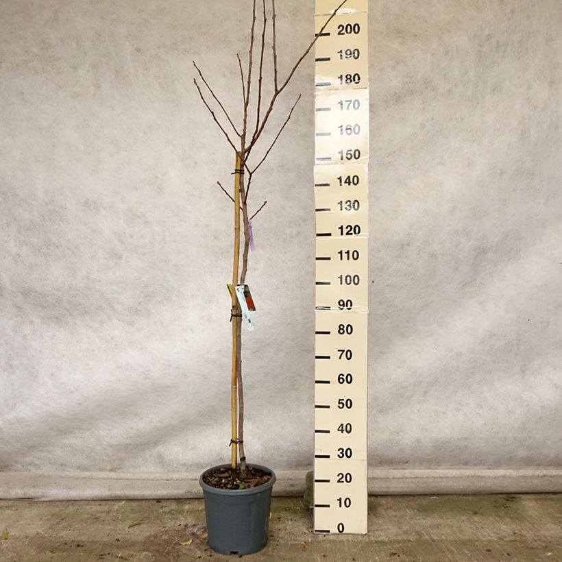 Esemplare di Cachi Sharon Vaso da 12L/15L, Vaso impalcato medio come consegnato in autunno