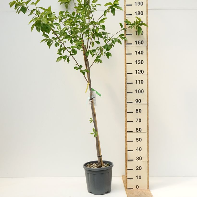 Cachi Vanilila Vaso da 7,5L/10L, Vaso impalcato medio esemplare consegnato in primavera
