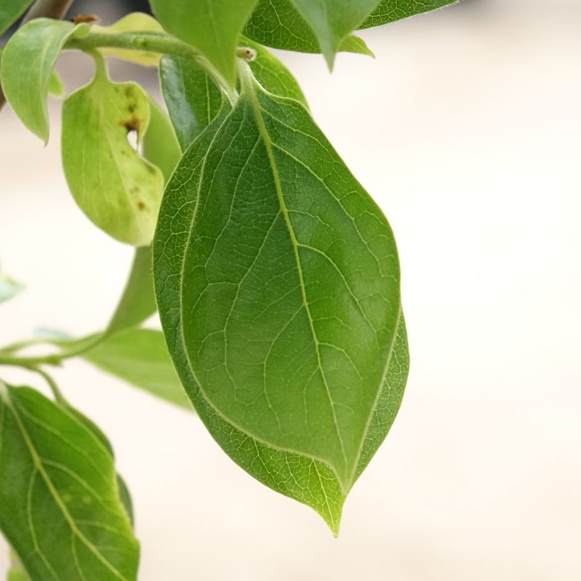 Cachi Vanilila (Fogliame)