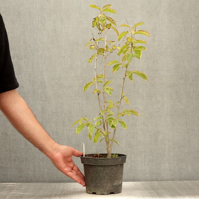 Esemplare di Diospyros lotus - Cachi Vaso da 2L/3L consegnato in estate