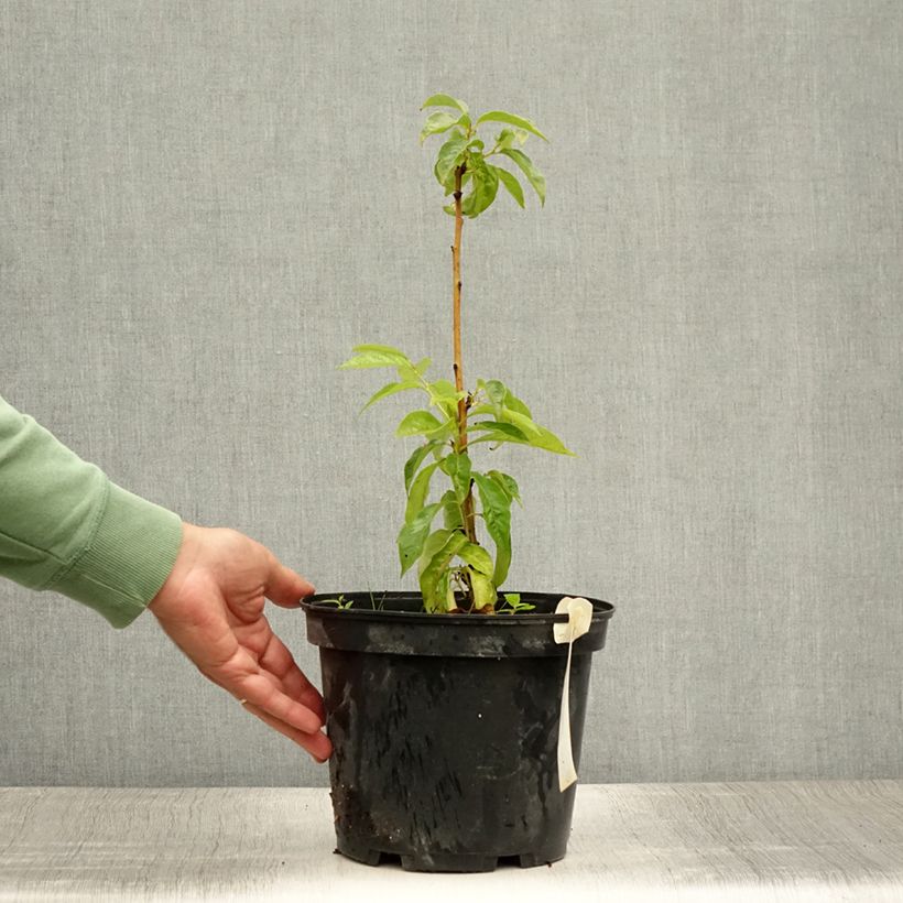 Esemplare di Diospyros lotus - Cachi Vaso da 3L/4L consegnato in estate