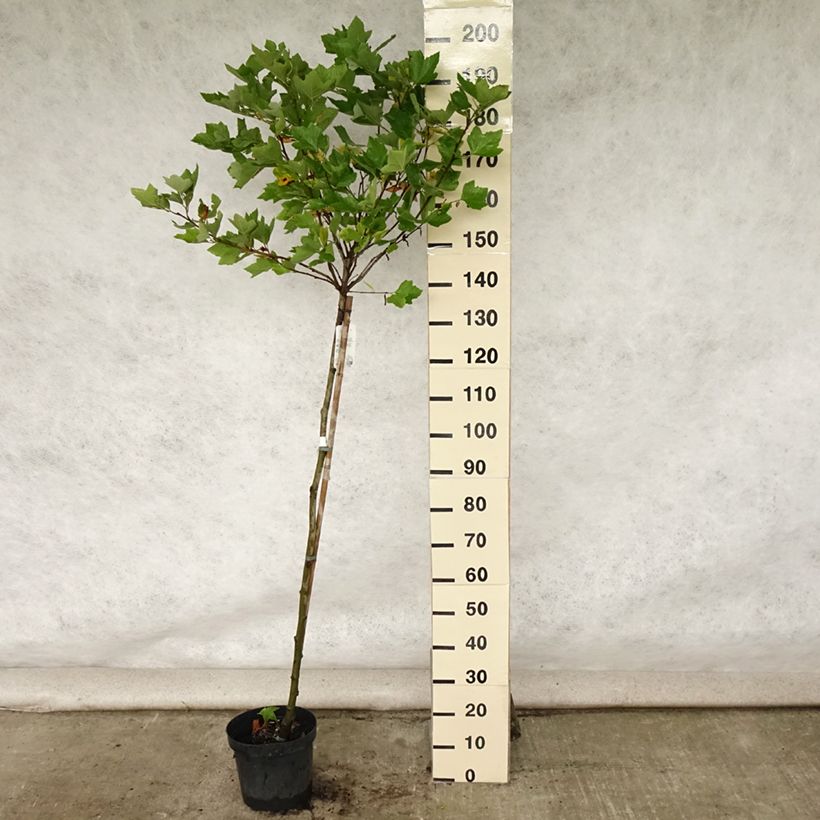 Esemplare di Platanus hispanica Alphen's Globe - Platano Vaso da 7,5L/10L consegnato in estate