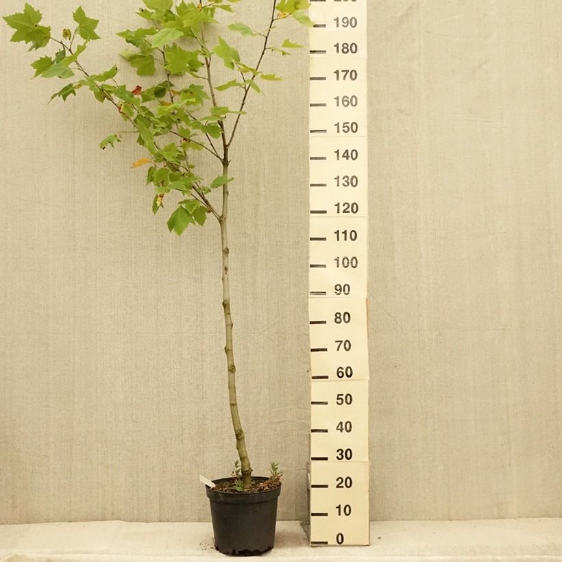 Esemplare di Platanus hispanica - Platano Vaso da 7,5L/10L consegnato in estate