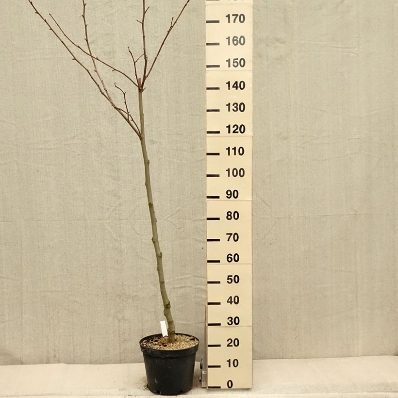 Platanus hispanica - Platano Vaso da 7,5L/10LAltezza consegnata circa 100/125cm esemplare consegnato in primavera