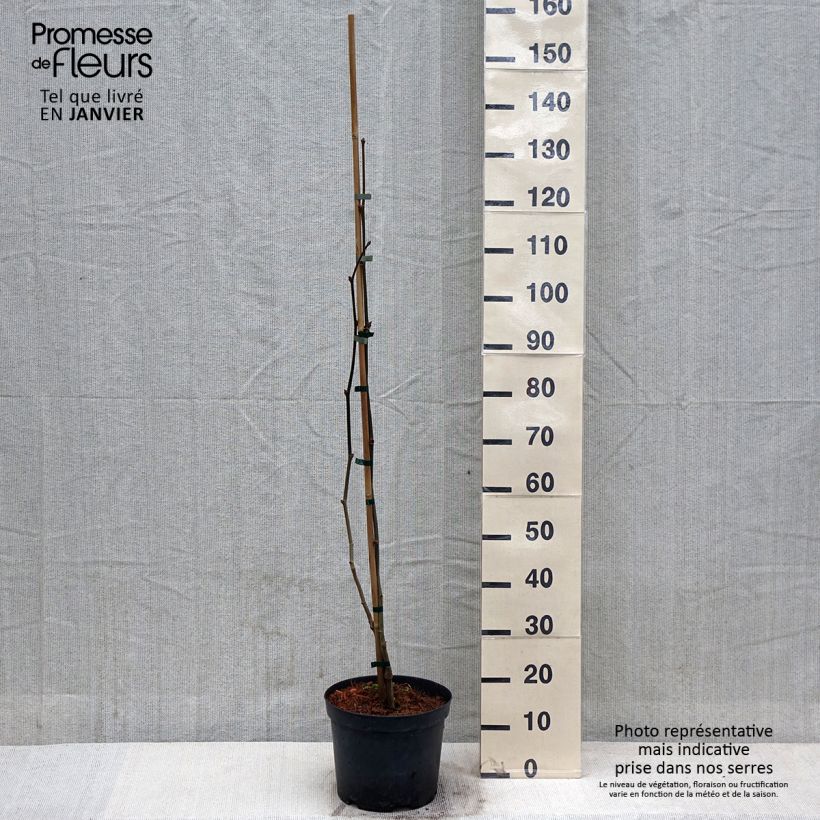 Platanus hispanica Suttneri - Platano Vaso da 4L/5L esemplare consegnato in inverno
